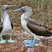 Blue-footed Booby